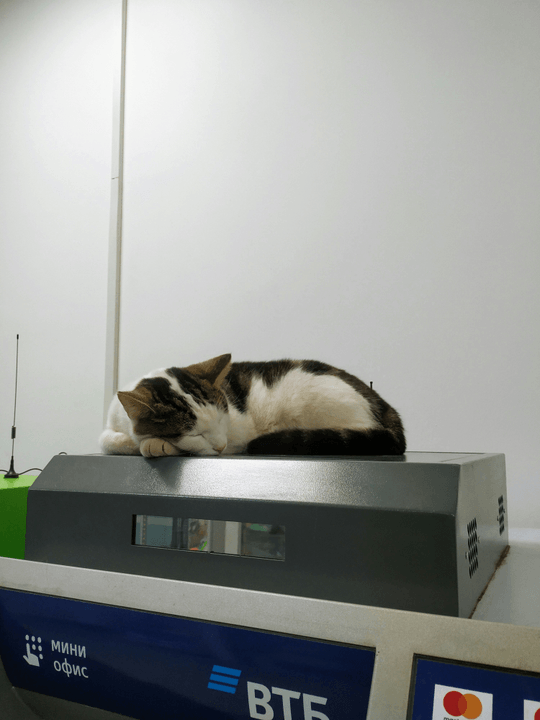 Our cats have undergone professional care to ensure they are healthy and happy, allowing you to enjoy interactions with them with peace of mind. professional nursing Our service Cat coffee shop, play with cats, relax mood