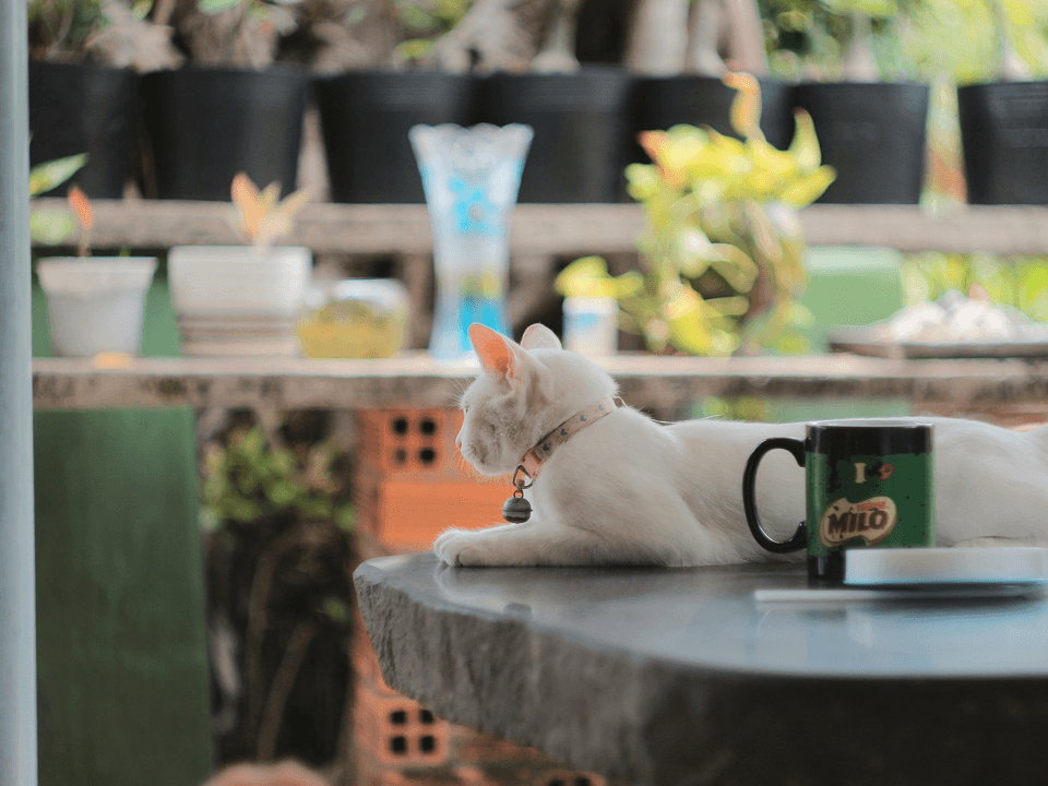 Interact with the lovely cat here, enjoy the peaceful time! Welcome to the cat coffee shop cat coffee shop, play with cats, relax mood