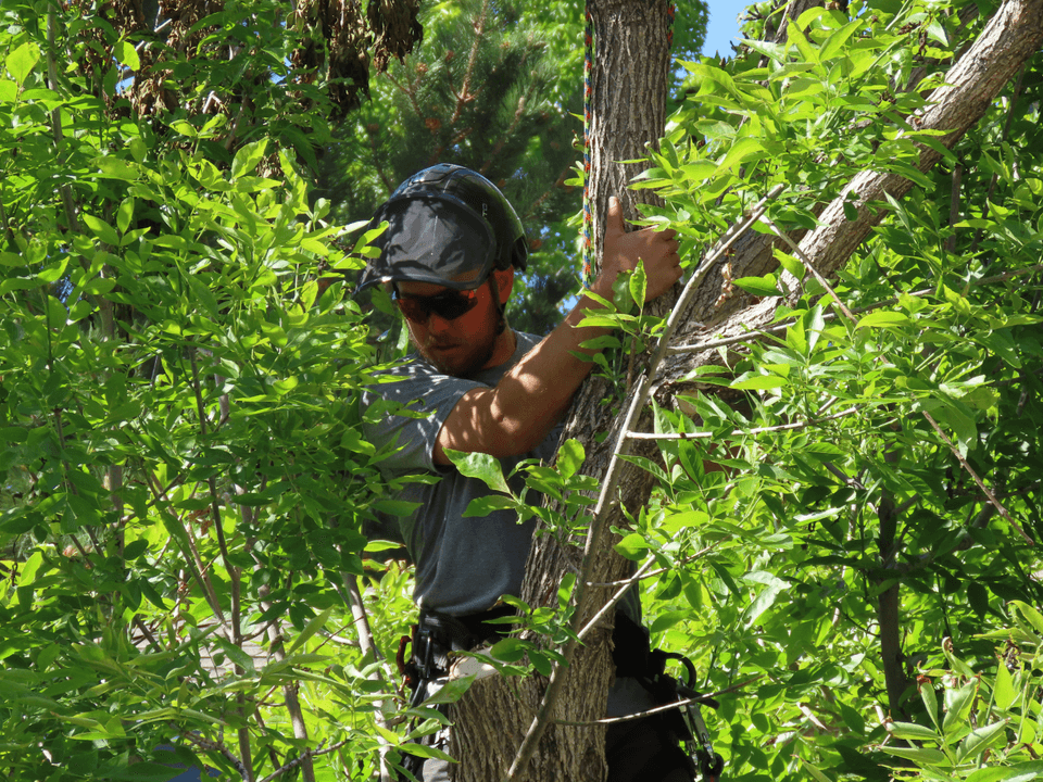 tree removal in progress WI