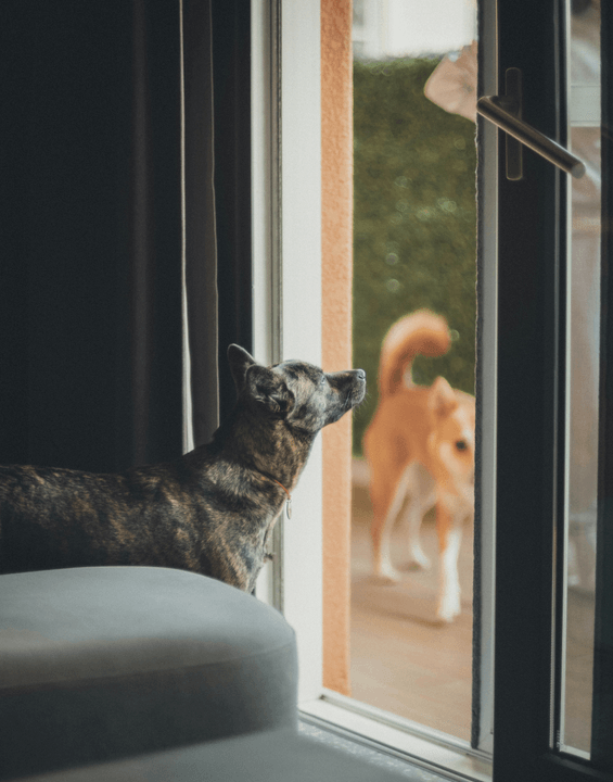 Our cutting-edge safety products utilize advanced technology to ensure your pet's security at all times. From smart collars to monitoring systems, we prioritize safety without compromising comfort, helping you stay connected and confident in caring for your beloved companions. Innovative Safety Technology Our Commitment 定位： 宠物情感生活方式品牌官网 + 宠物安全科技电商 + IP内容宇宙首发站。

核心使命： 不卖焦虑，卖“完整、温暖、有尊严的生命观”。

核心价值： 爱是指南针，归是目的地。在等你回家的路上，找到生命的意义和爱。