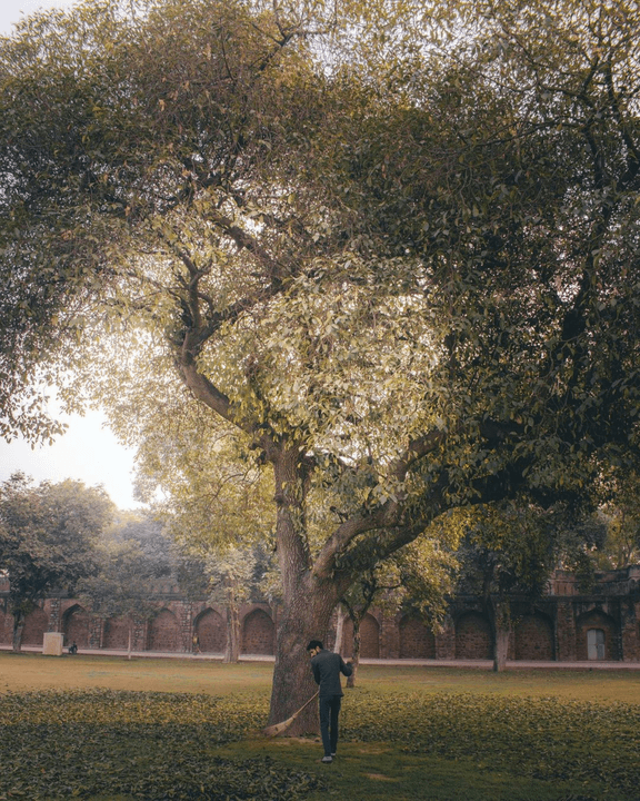 tree service in waukesha county wi