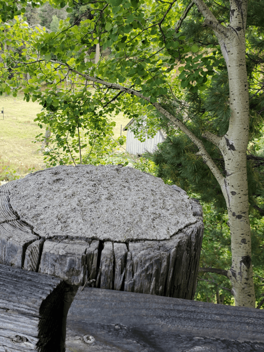 Professional stump grinding removal services