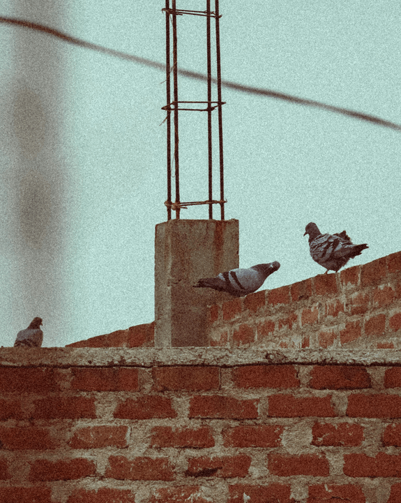 We offer pigeon repellents of the highest quality standards, ensuring long-lasting effectiveness. Our state-of-the-art technologies are based on research and development to ensure optimal protection of your property from pesky birds. High quality What we do  Pigeon repellent installation company in Dammam and Eastern Province