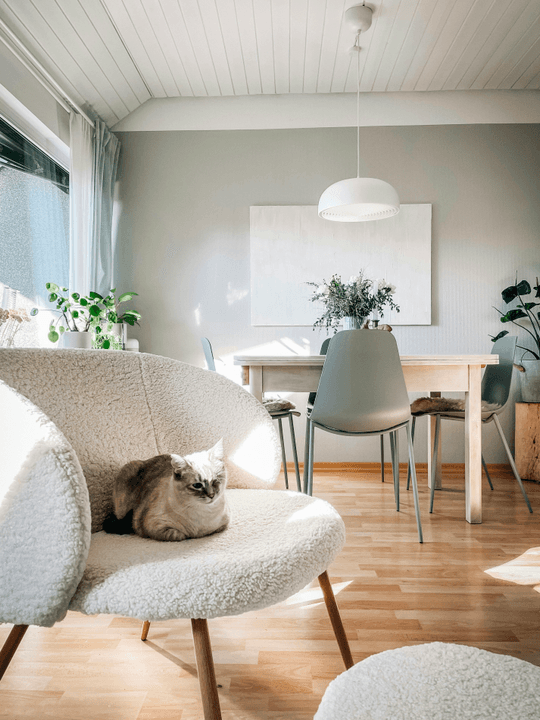 We provide a relaxing atmosphere and a comfortable environment, allowing you to temporarily forget worries, fully enjoy the wonderful time with cats. Comfortable space Our service Cat coffee shop, and cats play, relax mood