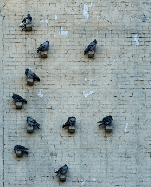 Our team consists of trained experts to ensure efficient and quick installation of your pigeon repellent, while providing excellent customer service to ensure your complete satisfaction. Professional team What we do  Pigeon repellent installation company in Dammam and Eastern Province