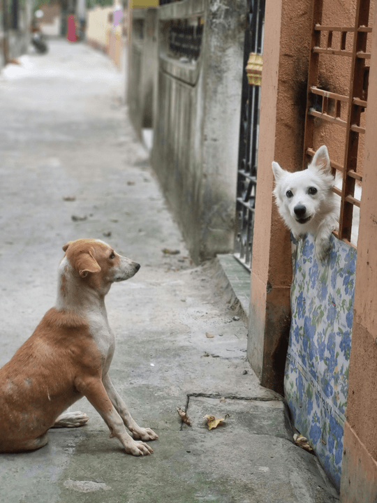 Explore our exclusive IP content universe, where stories, characters, and virtual experiences celebrate the love and bond between pets and their owners. This universe enriches the emotional lifestyle, inspiring warmth, trust, and a sense of belonging for pet families worldwide. IP Content Universe Our Commitment 定位： 宠物情感生活方式品牌官网 + 宠物安全科技电商 + IP内容宇宙首发站。

核心使命： 不卖焦虑，卖“完整、温暖、有尊严的生命观”。

核心价值： 爱是指南针，归是目的地。在等你回家的路上，找到生命的意义和爱。