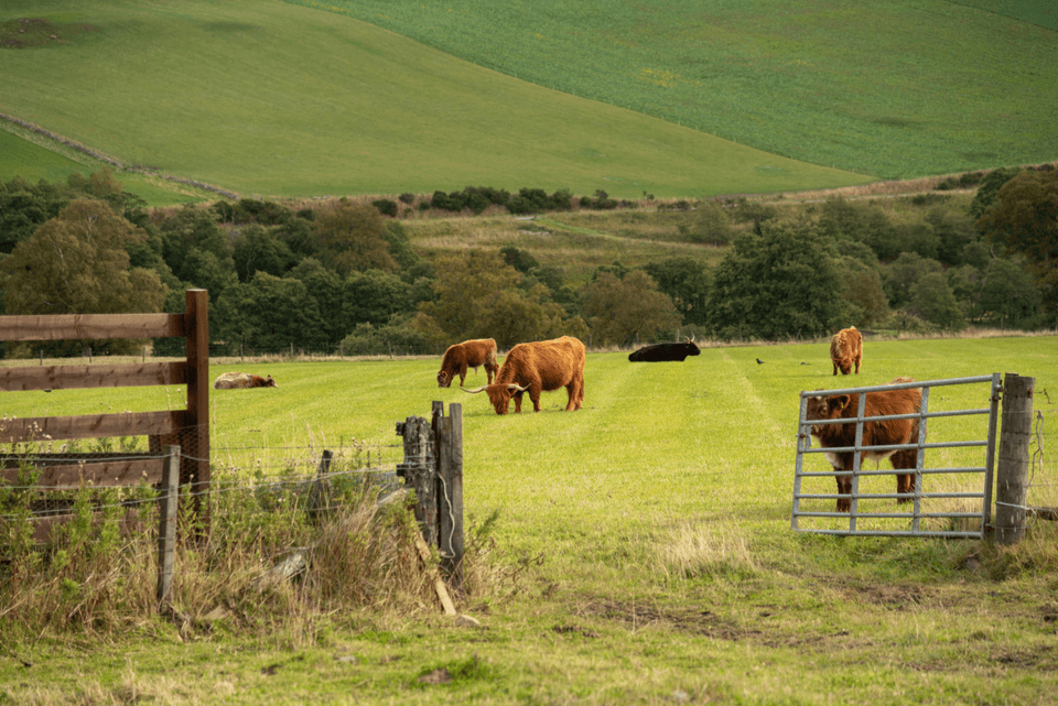 La mejor carne de res del Paraguay