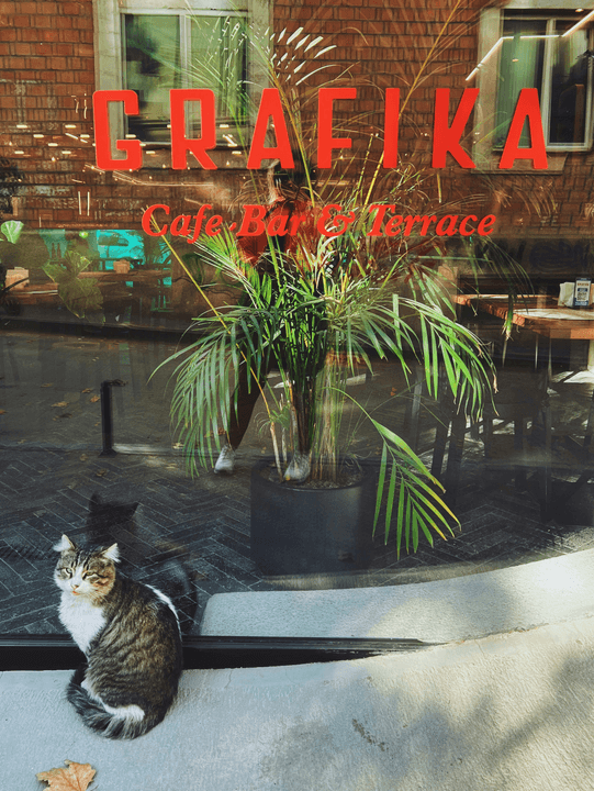 At the cat cafe, you can interact with our lovely cats at any time, enjoy a relaxing time, and make your mood pleasant. cat companionship Our service Cat coffee shop, play with cats, relax mood