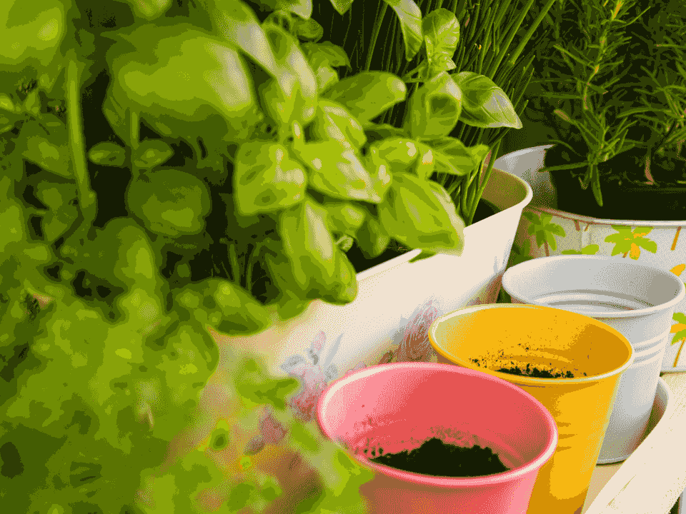 Herb Garden Starter Kit
