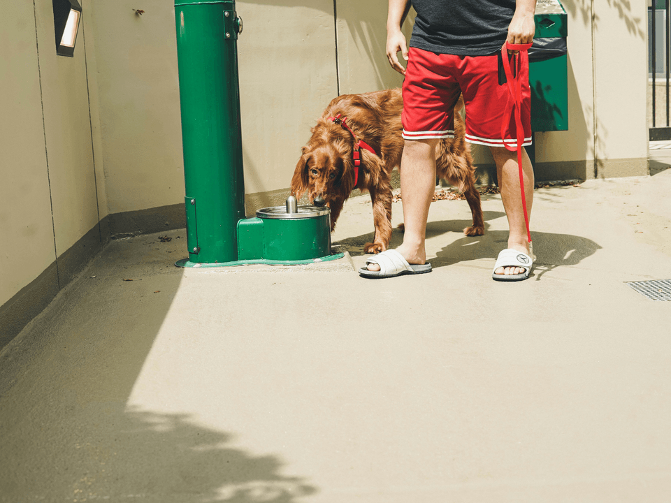 Basic Obedience Training