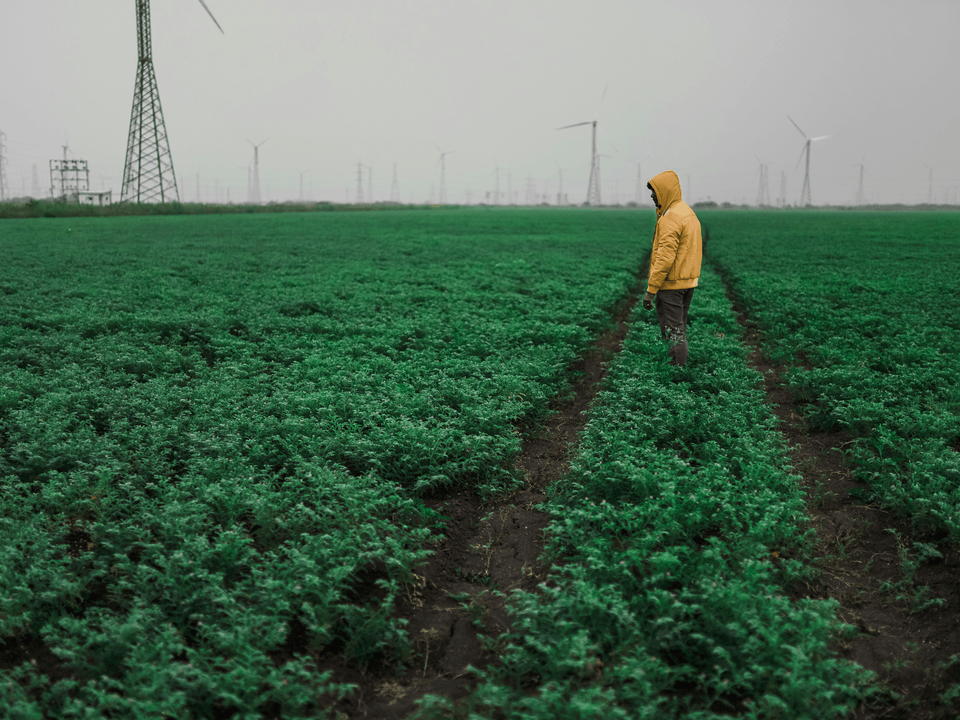 Crop Management Strategies