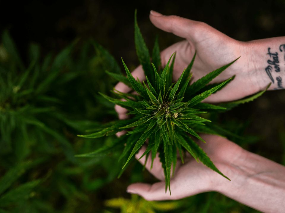 Personalized Legal Insights