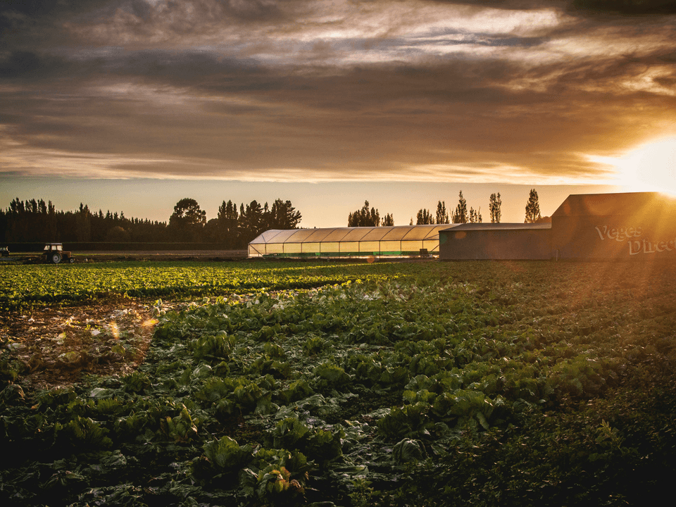 On-Site Consultations