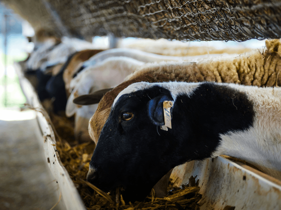 Evaluación Nutricional Profesional