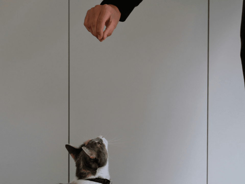 基础训练 Basic Training