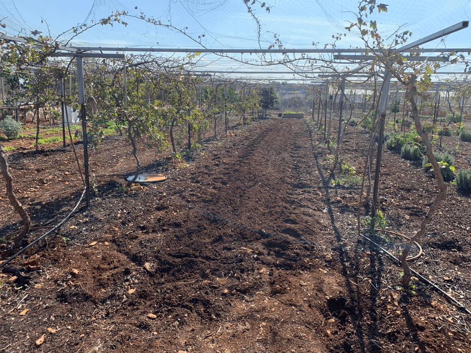 Organic Gardening Workshop