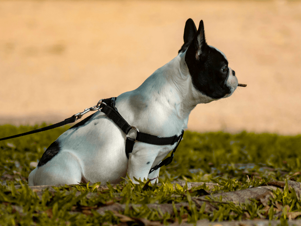 Puppy Training Classes
