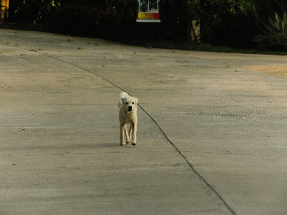 Dog Walking