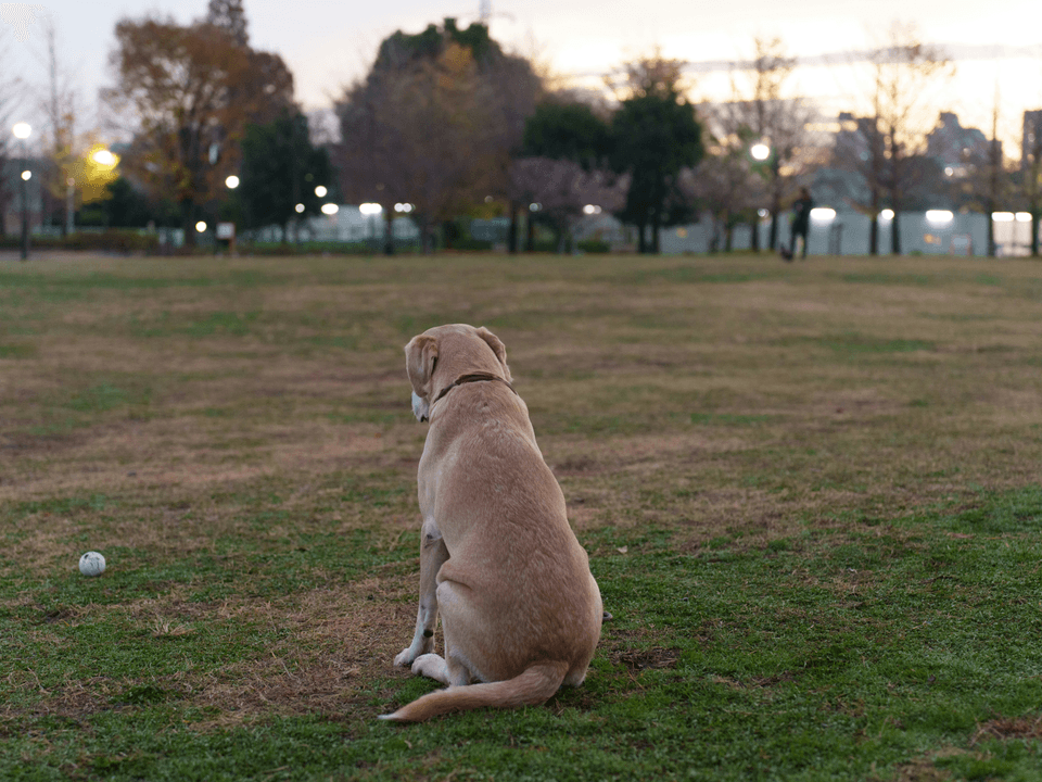 Basic Obedience Training