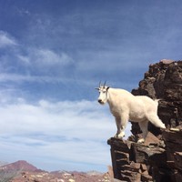 Mountain Goat at 14,000'