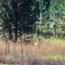 Deer