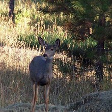 Deer