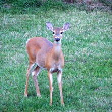 Doe A Deer