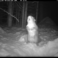 Trap camera photo of a squirrel rattling in defense 