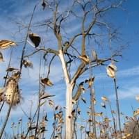 High Cliff State Park, WI