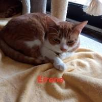 St Francis Cat Sanctuary 2025 - Main Image