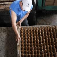 Granulated Fine Grain Piloncillo 100% Cane Juice 0.5 to 3 cm Kosher ...