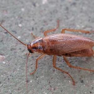 Westside Pest Solutions Inc