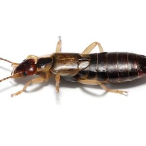 Westside Pest Solutions Inc
