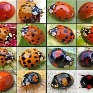 Westside Pest Solutions Inc