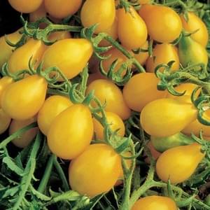 Heirloom Yellow Pear Cherry Tomato