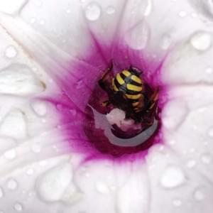 This is a Kumara flower that rarely blooms, but we believe due to drought we got flowers!  The bee inside drinkingis our native Wool Carder Bee.
