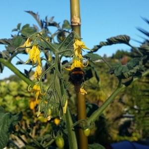 Bumblebee pollinating.