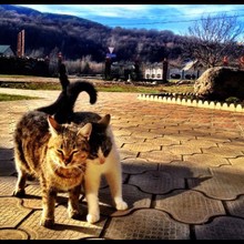 Cats of Lago-Naki