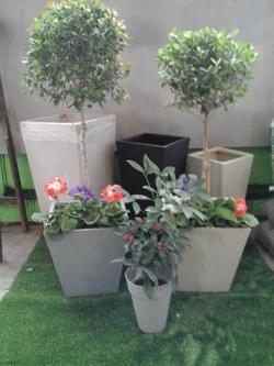 AllGreen - Vivero Belgrano - Plantas y Jardines