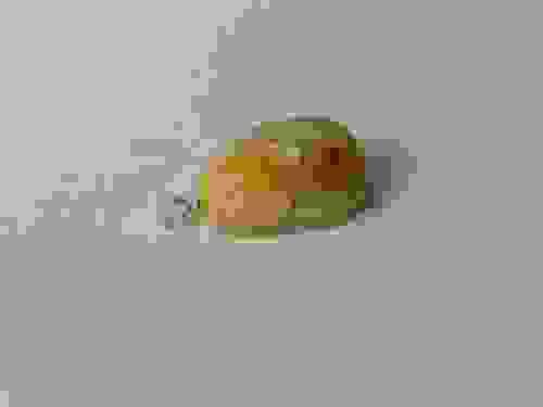 Baltic Amber Pendant