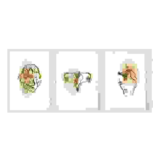 Botanical Anatomy