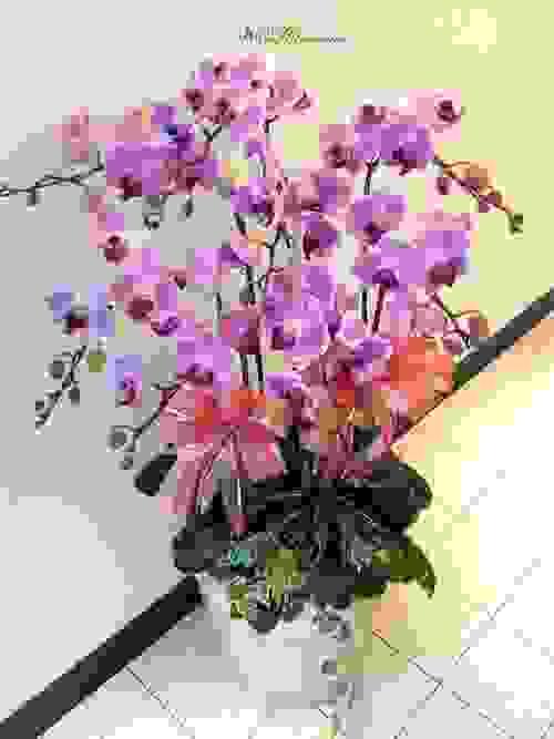 L-002蘭花花禮