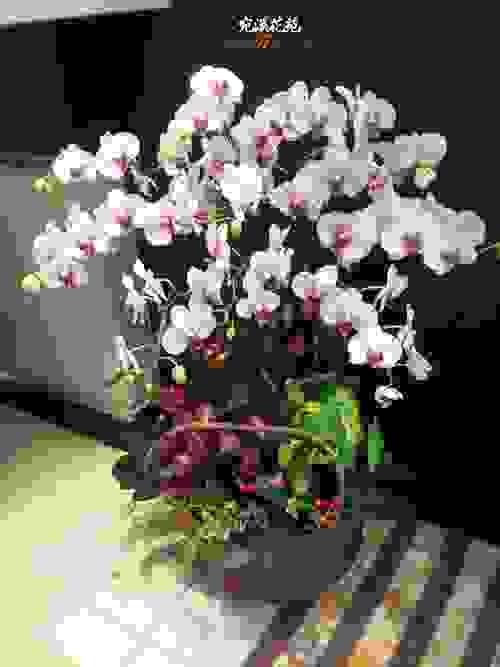 L-001蘭花組合
