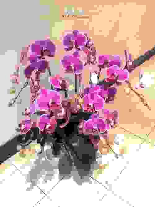 L-003蘭花花禮