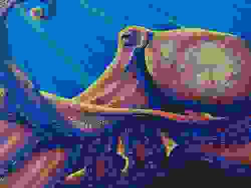 Long Octopus Original Art Prints and Posters