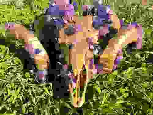 Genuine Ram Skull Gold With Purple Moss, Purple Crystals and Gold Crystals Unique Cottagecore Whimsy
