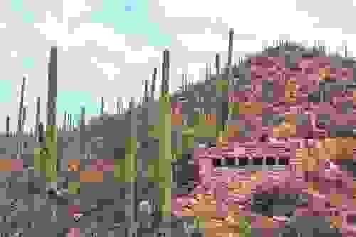 Saguaro 6