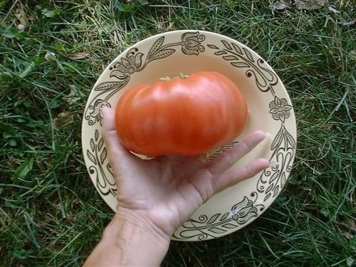 Large Mennonite Pink