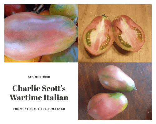 Charlie Scott's Wartime Italian