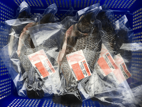 湧泉台灣鯛,每條約500g~600g